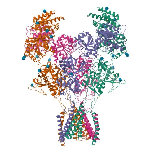 Representação em fitas coloridas de uma proteína com quatro subunidades: na parte de cima, dois pares de domínios globulares; em baixo, um feixe de hélices que atravessa a membrana